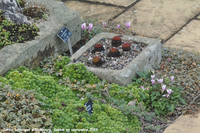 succulentes au jardin botanique d'Edimbourg