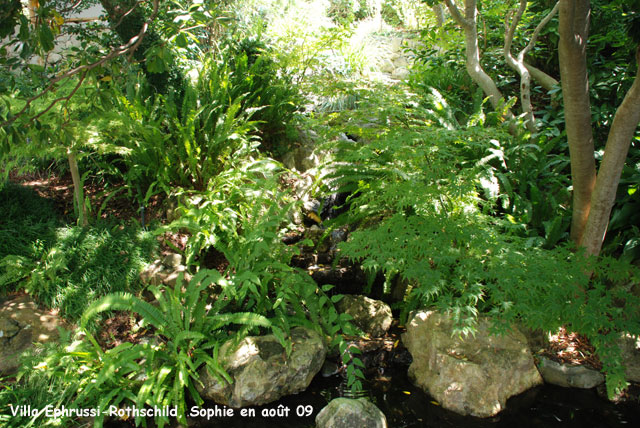 Villa Ephrussi-Rothschild: jardin japonais