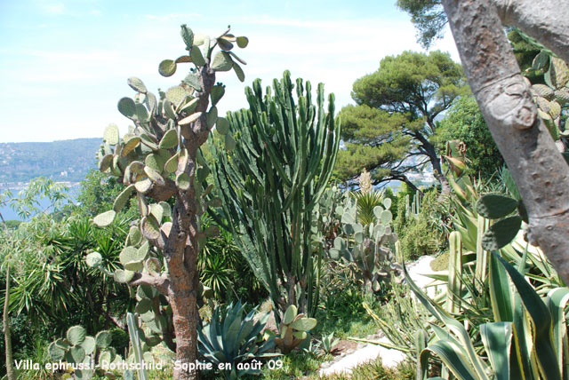 Villa Ephrussi-Rothschild: jardin mexicain