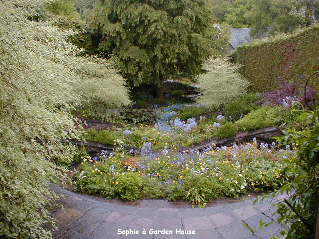 Les Cornus alternifolia 'Argentea'  Garden House