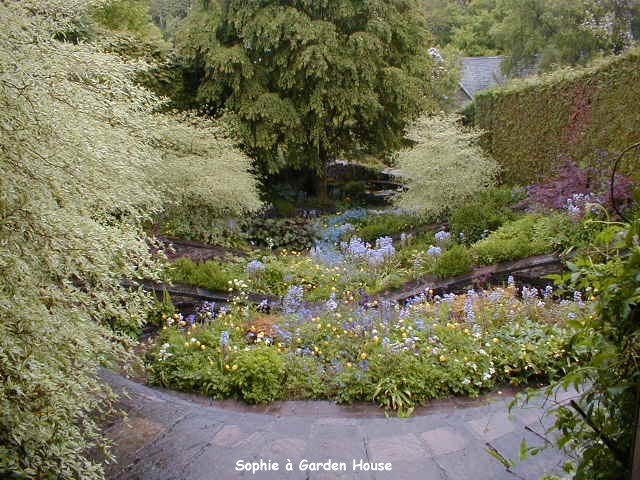 Les Cornus alternifolia 'Argentea' � Garden House
