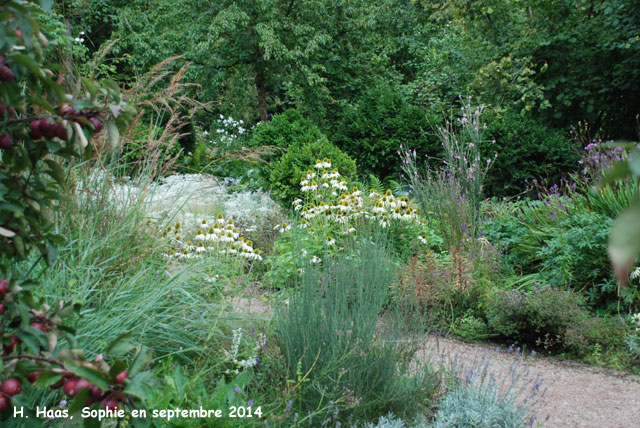 Herrenmühle: Stipa et Anaphalis