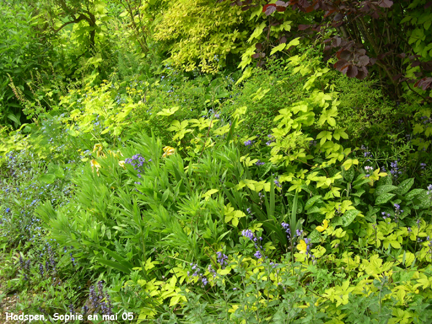Hadspen: jardin jaune