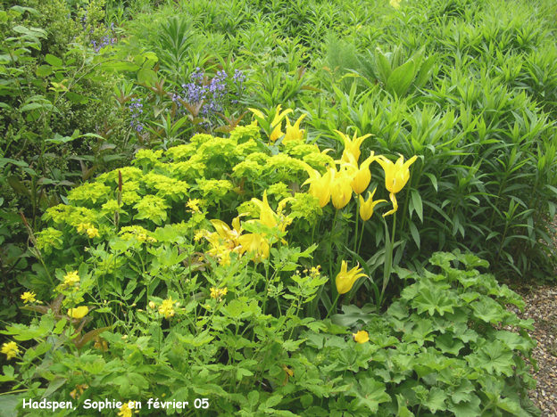 Hadspen: jardin jaune