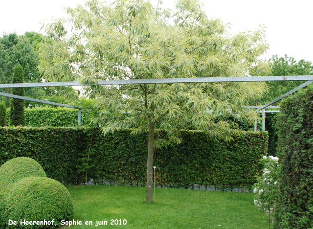 De heerenhof: Castanea sativa