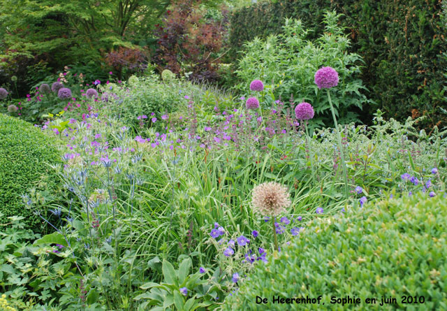 De heerenhof: massif mauve