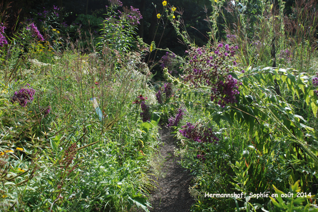 Hermannshof: prairie mauve