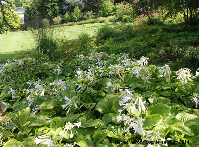 Hermannshof: étang