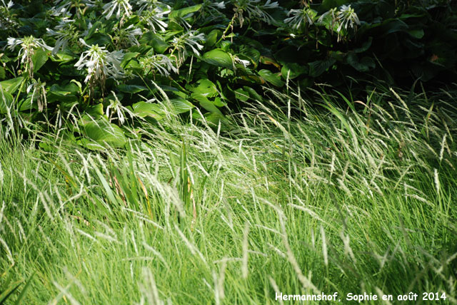 Hermannshof: hosta