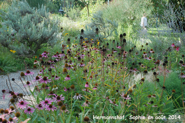 Hermannshof: echinacea
