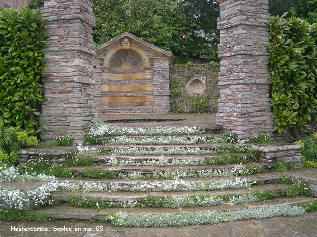 Erigeron karsvinkianus