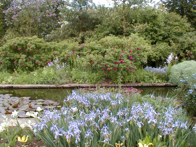 The pine garden