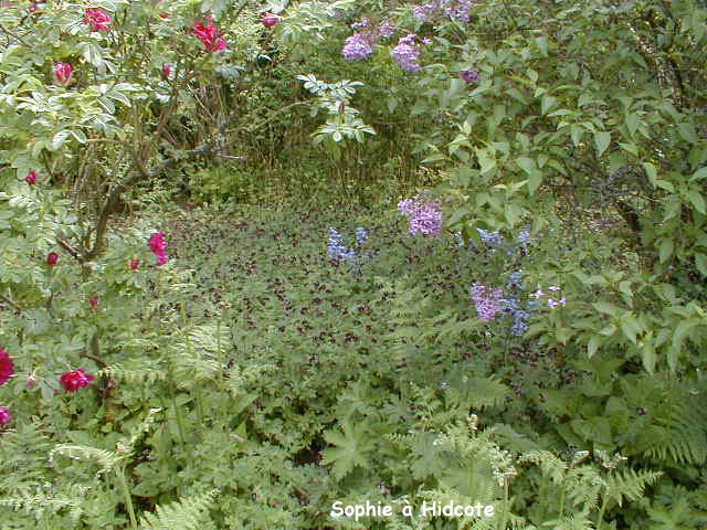 D&eacute;tail de la "Rose Border" &agrave; Hidcote.