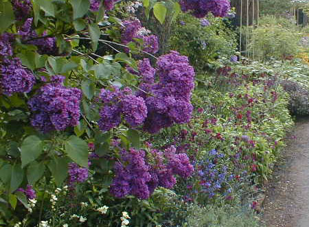 Hidcote Manor: le jardin des roses