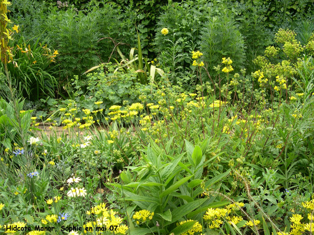 Hidcote: Mrs. Winthrop 