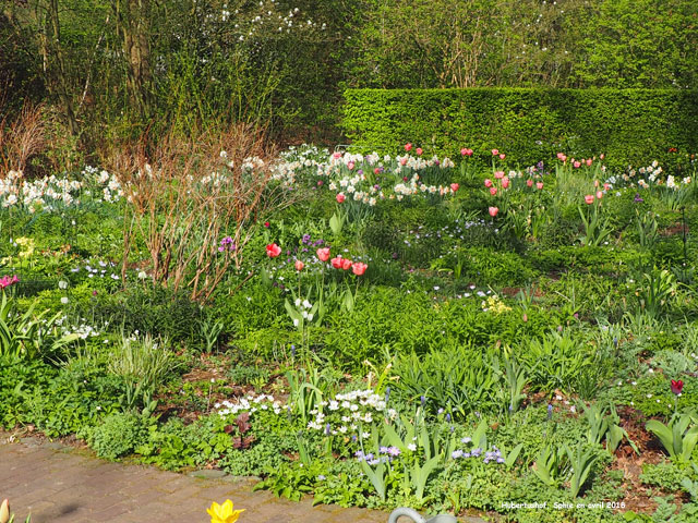 Hubertushof: le grand massif Nord en avril