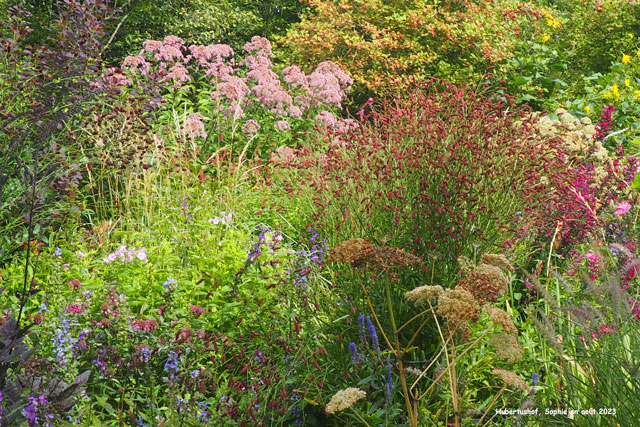 Hubertushof: détail d'un massif
