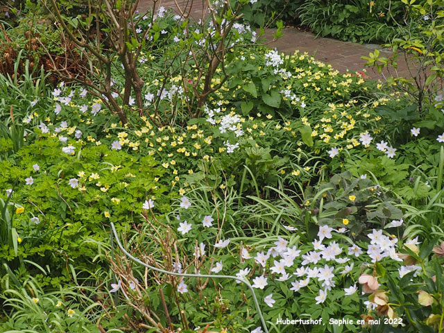 Hubertushof: détail d'un massif