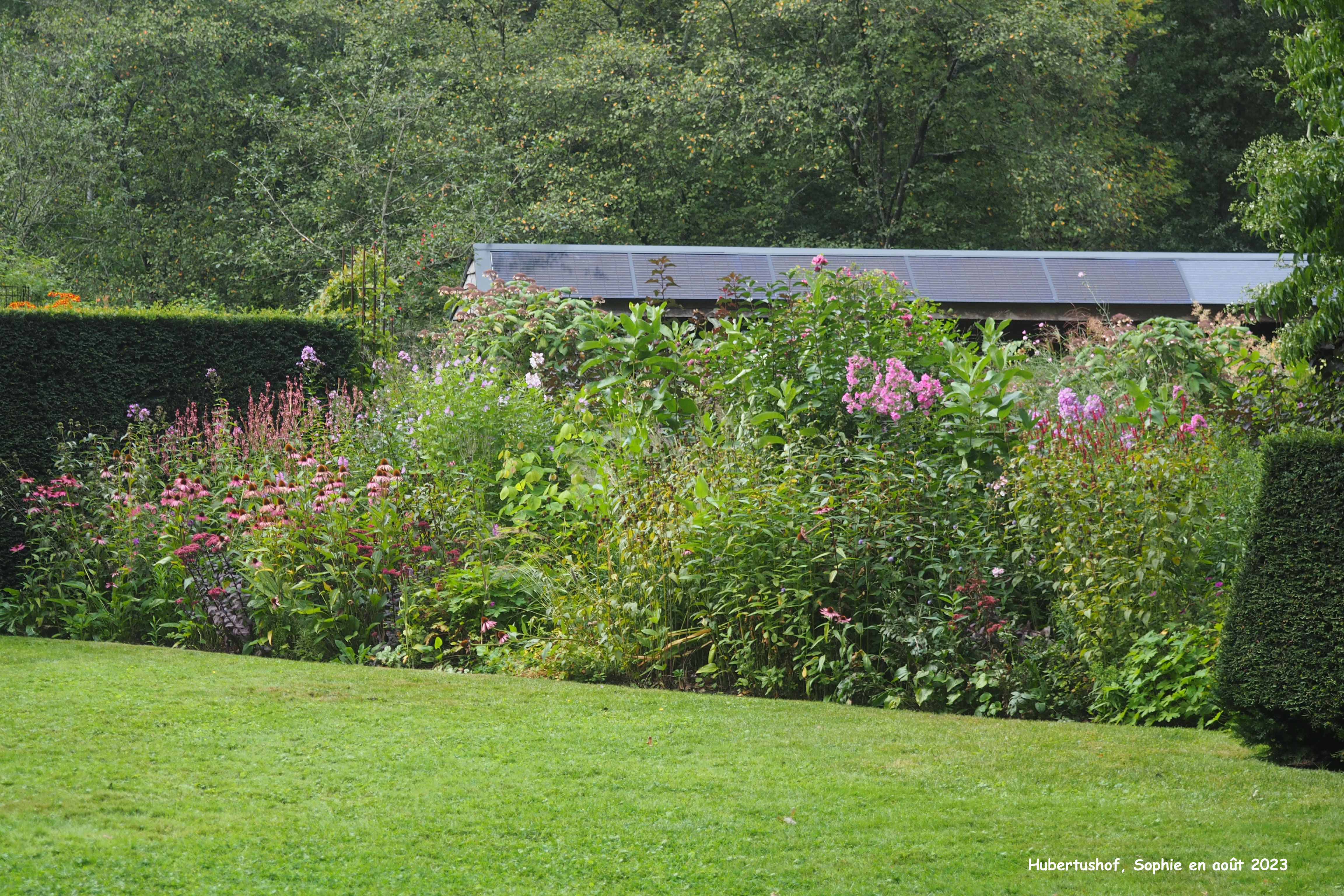 massif rose à Hubertushof