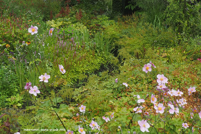 Hubertushof: le ruisseau