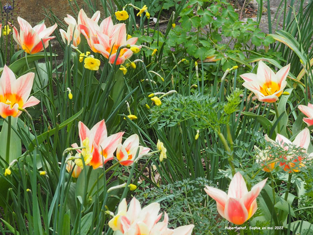 Hubertushof: tulipes