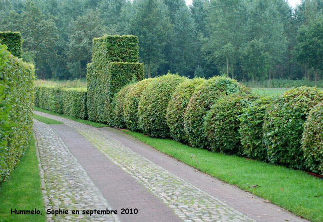 Hhummelo: entrée