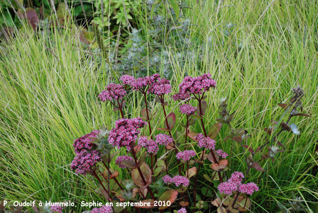 Hummelo: Sedum 'Matrona'