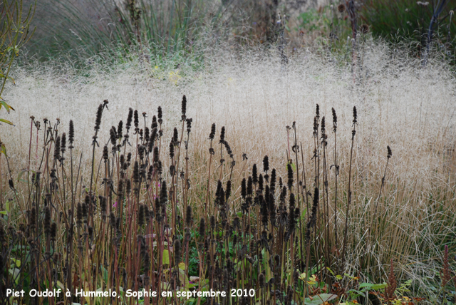 Hummelo: Stachys et Deschampsia