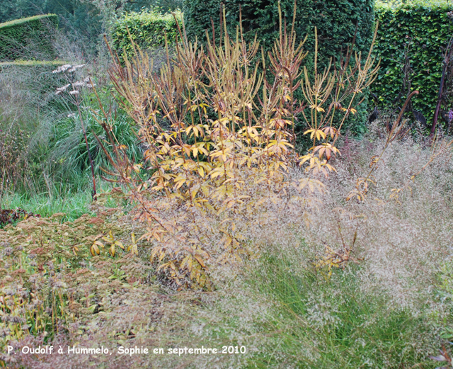 Hummelo: Veronicastrum et Sporobolus