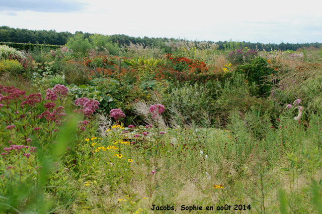 Jacobs: pépinère