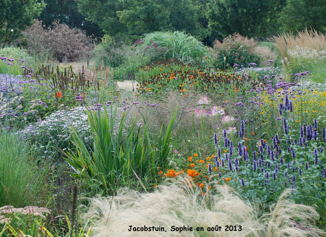 Helenium au Jacobstuin