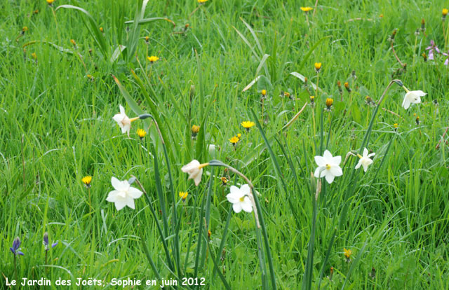 Jardin des joêts: prairie