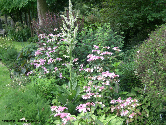 Kempenhof: Veratrum