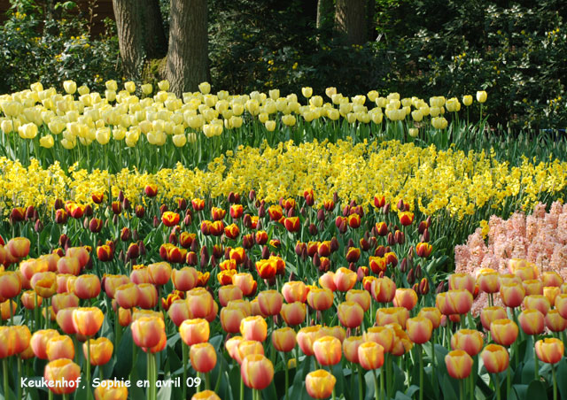 keukenhof: parterre