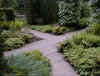ferns2a.jpg (6405 octets)