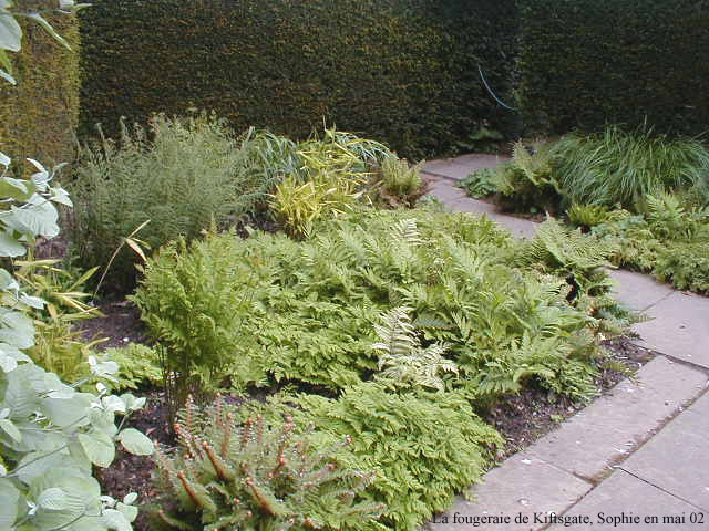 le jardin aux foug&egrave;res de Kiftsgate