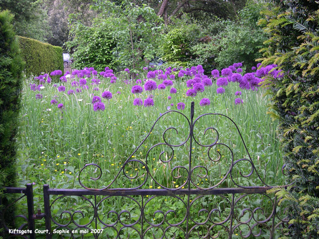 Kiftsgate: allium