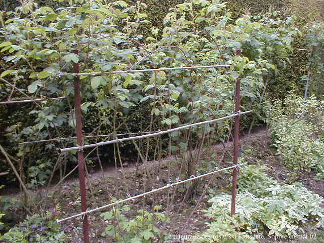 tuteurage des rosiers &agrave; Kiftsgate