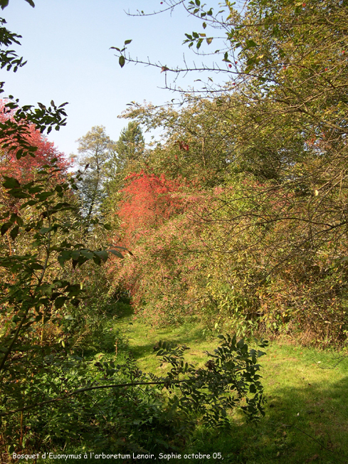 bosquet de fusains � l'arboretum Lenoir