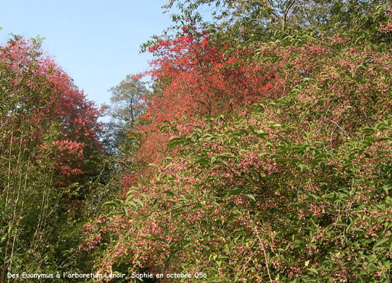 plusieurs euonymus...