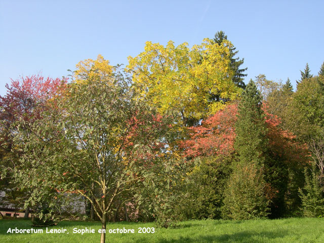 feuillages d'automne