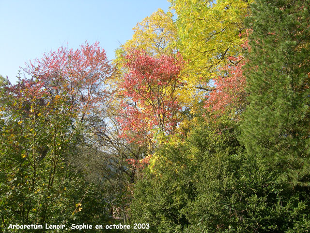 Feuillages d'automne