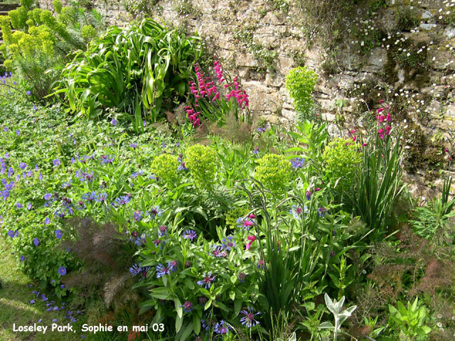 loseley: fleurs