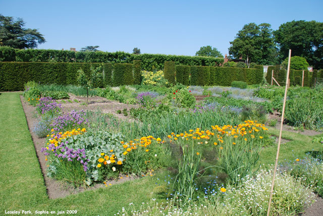 loseley: aromatiques