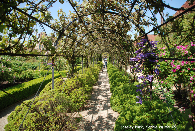 loseley: vignes