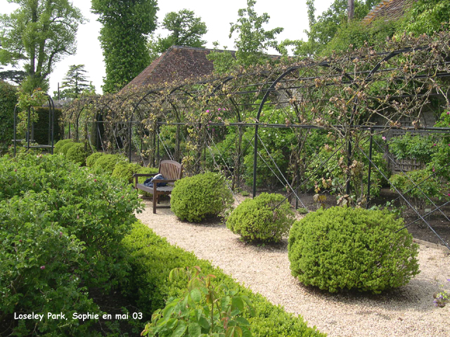 loseley: vignes