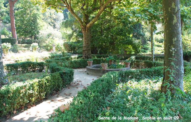 serre de la Madone: les platanes