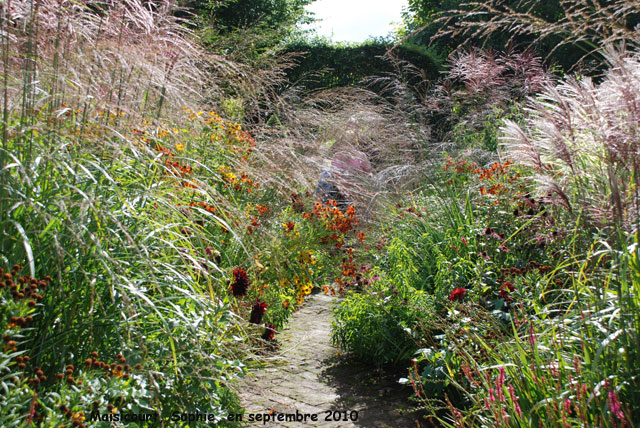 Helenium et gramines  Maizicourt