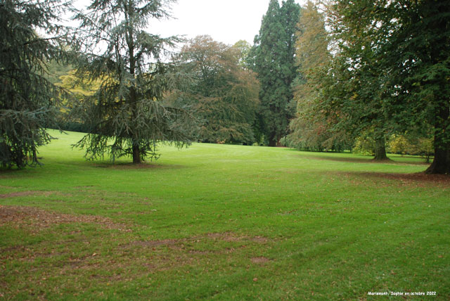 Acer pseudoplatanus à Mariemont