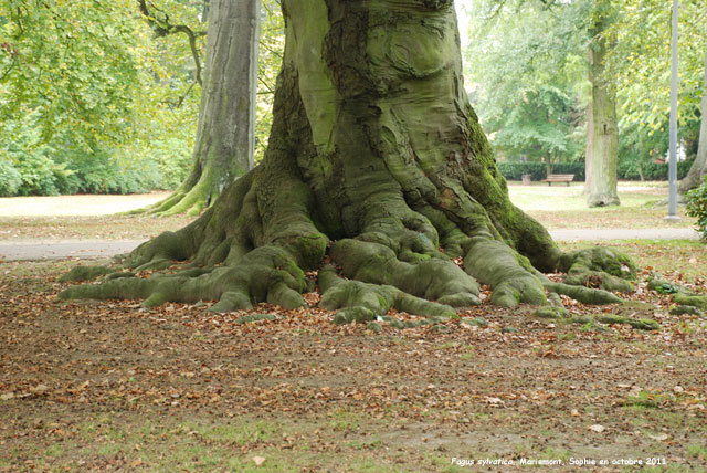 Fagus à Mariemont
